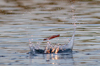 Skipping a Stone