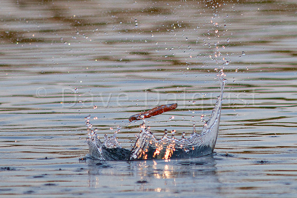 Skipping a Stone