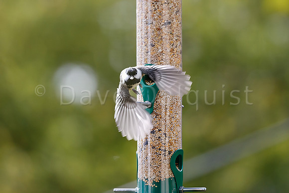 Making  Way for the Next to Feed