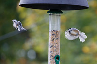 These Birds Are Very Territorial