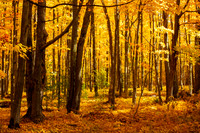 Late Fall Colors