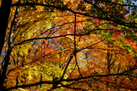 Nature's Photo Frames