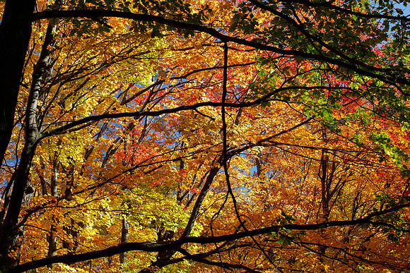 Nature's Photo Frames