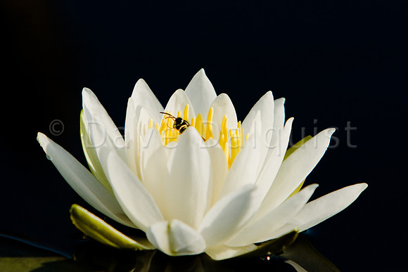 Busy Bee