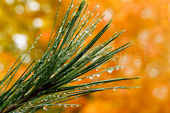 Pine Needles & Fall Colors