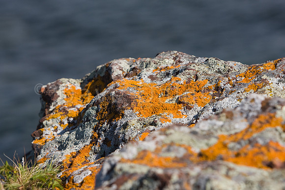 Lake Superior Lichen