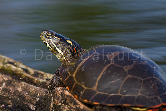 Lake Dubonett Turtle
