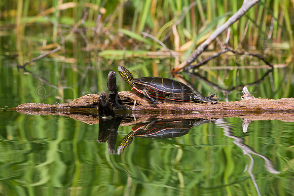 Turtle