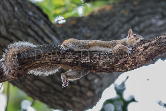 Lazy Squirrel On a Hot Day