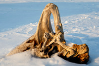 Winter Driftwood