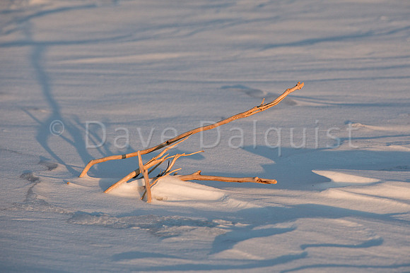 Small Driftwood On a Winter Beach