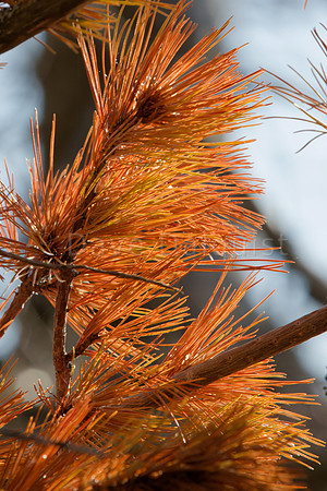 Rusty Pine Needles