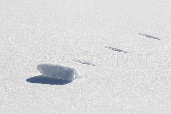 Snowscape Closeup