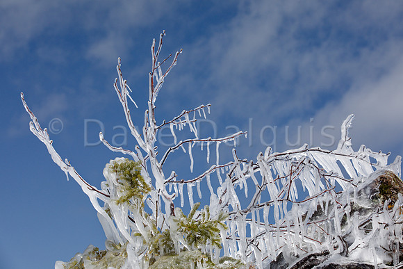 Ice Covered Twigs