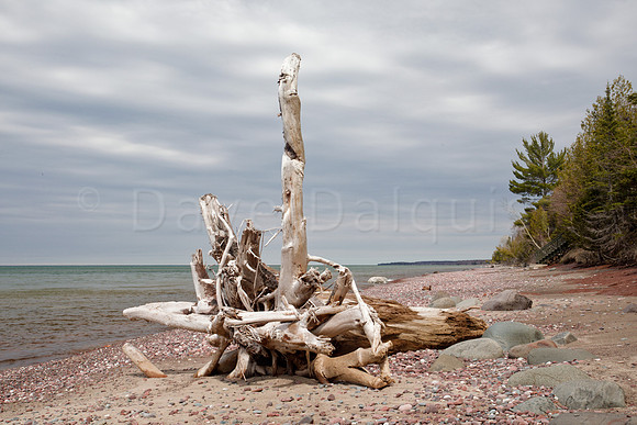 Just another piece of driftwood