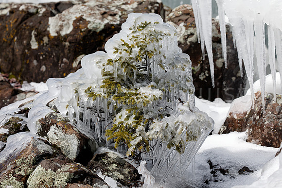Frozen Pine