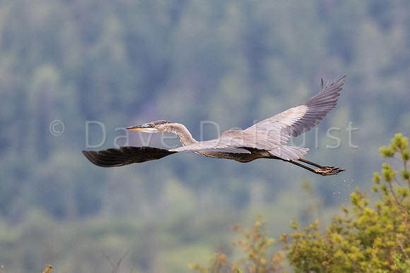 Blue Heron
