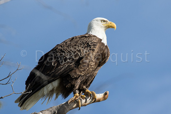 Old Mission Eagle