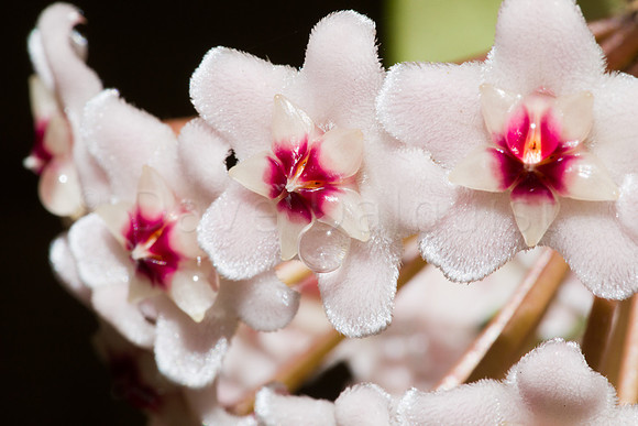 Hoya Petals