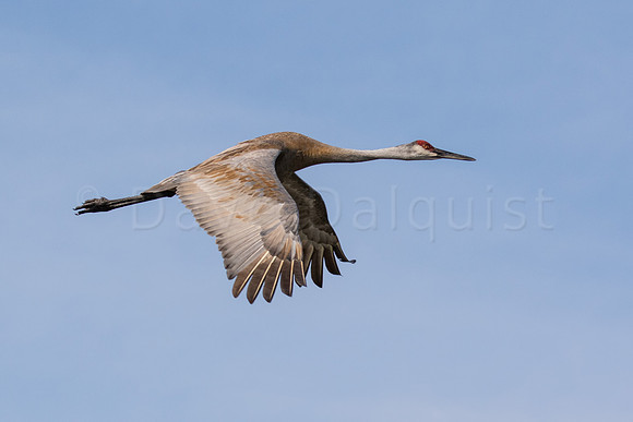 Sand Hill Crane