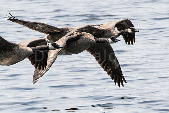 Geese