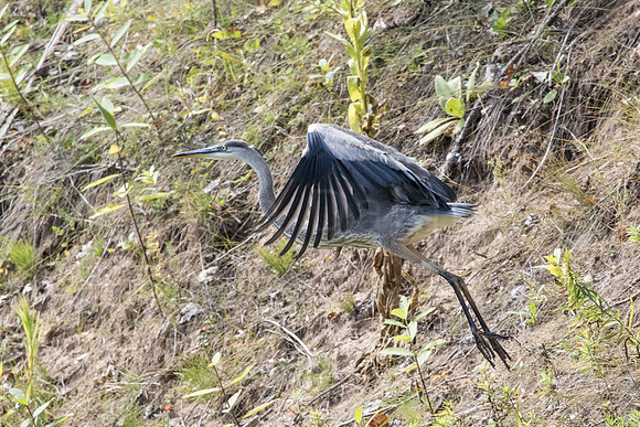 Heron Launching for Flight