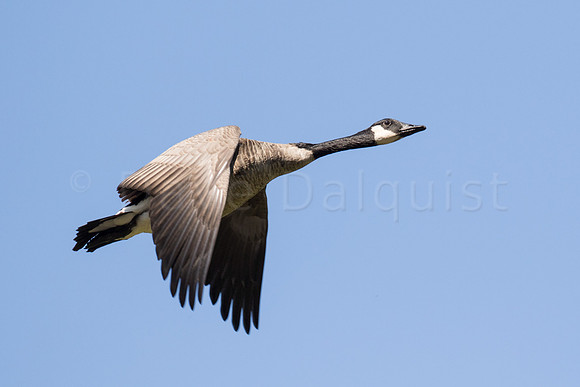 Canadian Goose