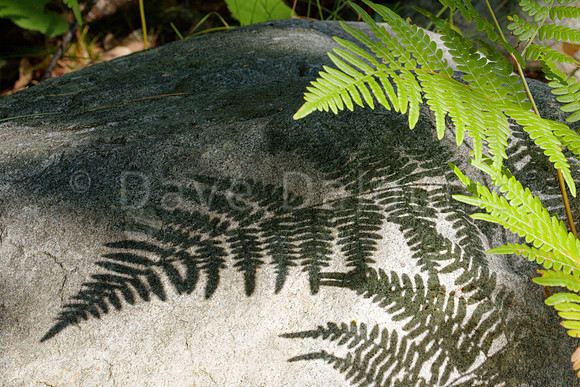 Fern Shadow