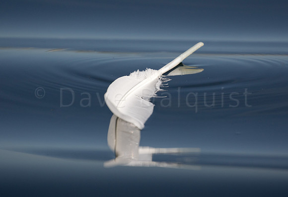 Floating Feather