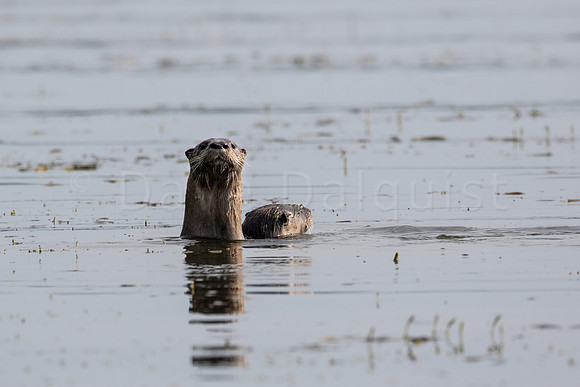 Otters