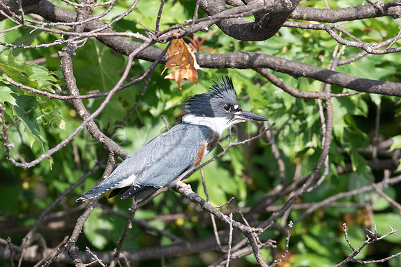 Kingfisher