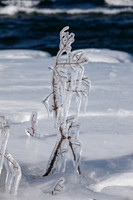Iced T[r]ee