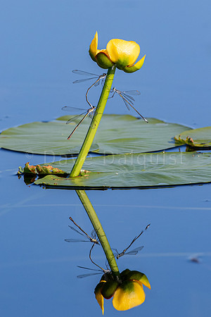 Dragonflies