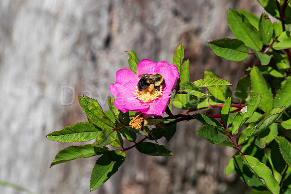 Busy Bee