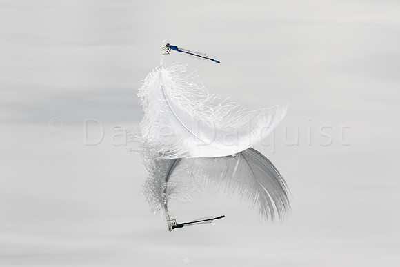 Dragonfly On a Floating Goose Feather
