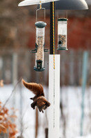 Flying Squirrel?