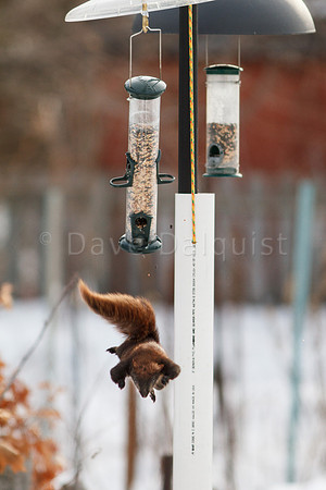 Flying Squirrel?