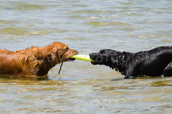 Nugget & Annie....Even friends argue...