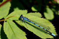 Young Dragonfly