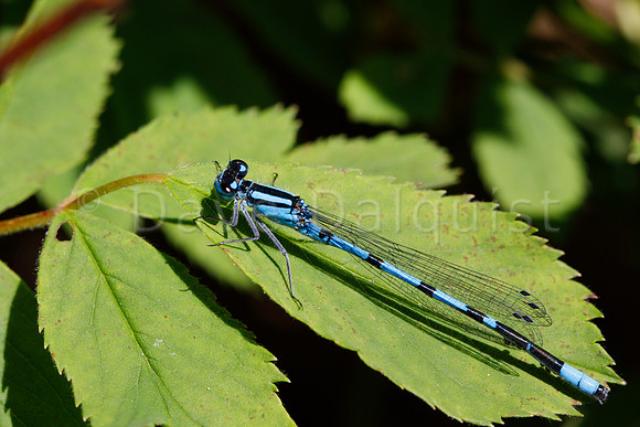 Young Dragonfly