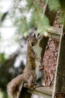 Tell me these critters ain't smart