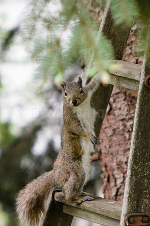Tell me these critters ain't smart
